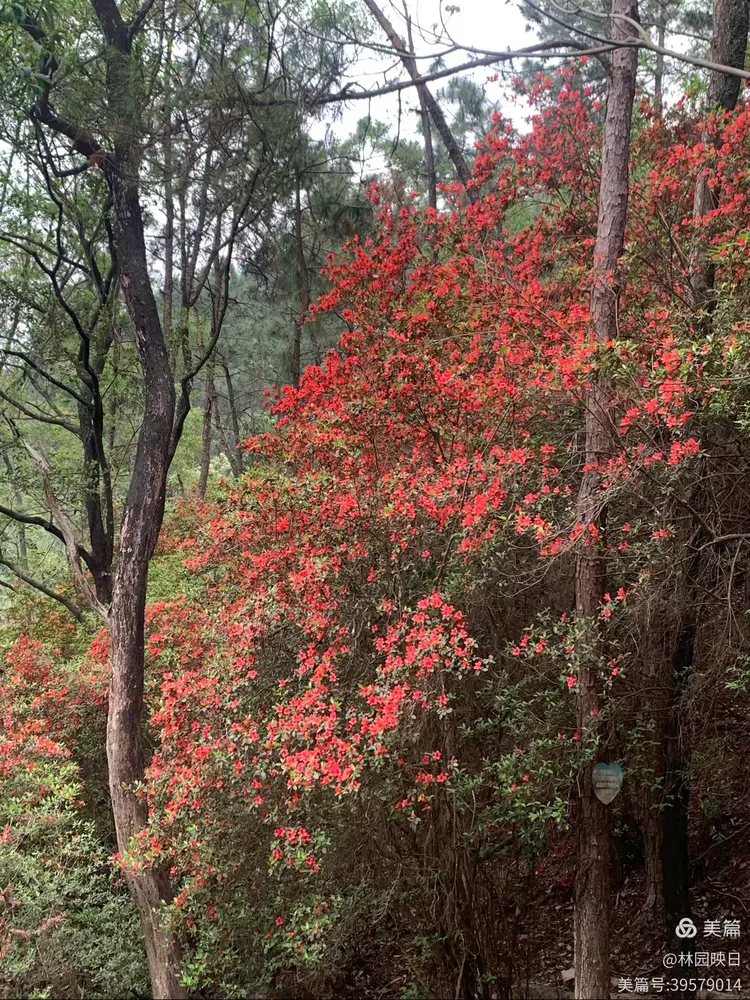 阳春三月揭西龙山风景区野生杜鹃花开了